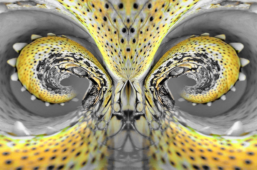 Crocodile Dreaming - Card