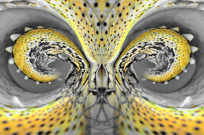 Crocodile Dreaming - Card