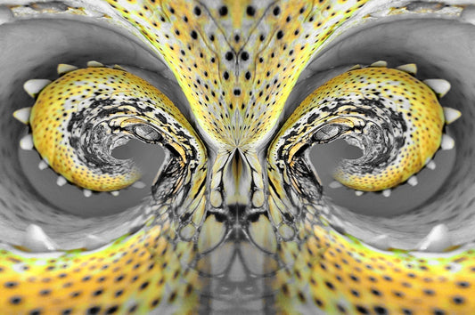 Crocodile Dreaming