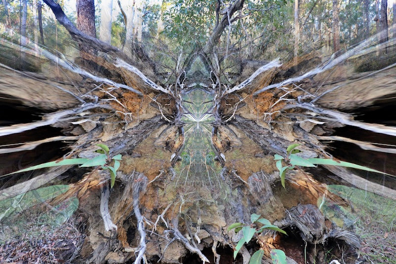 Where the Roots Whisper - Card