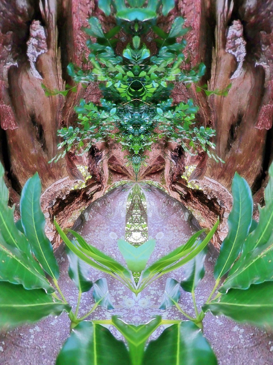 The Ancient Fig - Card