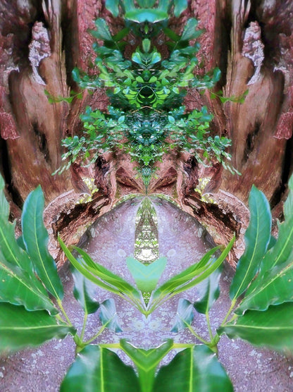 The Ancient Fig - Card